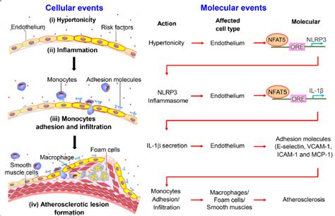 Schematic Summarizes The Mechanism That Nlrp3 Inflammasome Activation