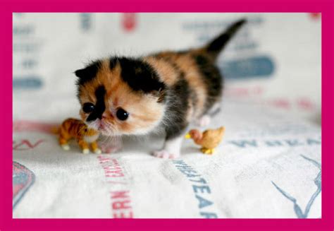 But along with all of that cuteness comes a lot of responsibility. Baby Kitten | Maria's Blog