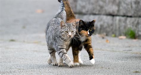 10 Facts About Feral Cats