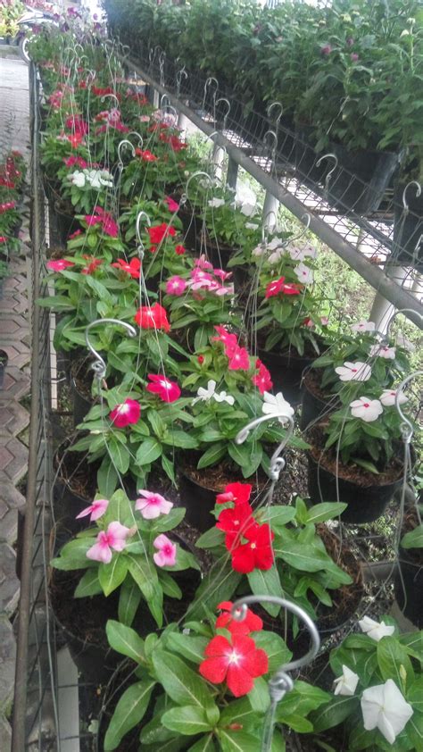 Beli tanaman bunga vinca online terdekat di {city name} berkualitas dengan harga murah terbaru 2021 di tokopedia! Taman Bunga Vinca - Benih Bunga Vinca White Fuschia Tapak ...