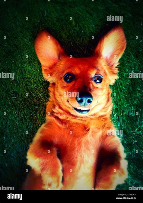 Dog Bat Ears Hi Res Stock Photography And Images Alamy