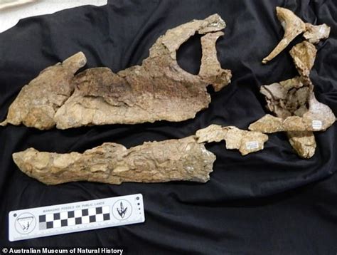 100 Million Year Old Dinosaur Skull Discovered In Queensland Sound