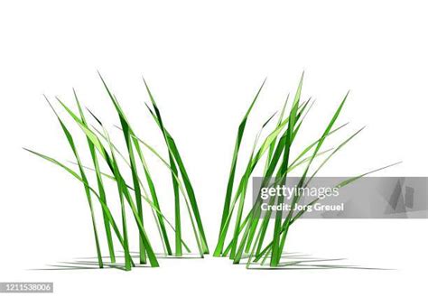 Grass Blade White Background Photos And Premium High Res Pictures