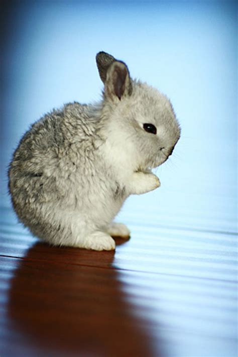 Rabbit iPhone Wallpaper HD