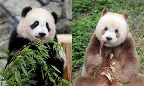 Worlds Only Brown Panda Raised In Captivity To Make Public Debut In Nw