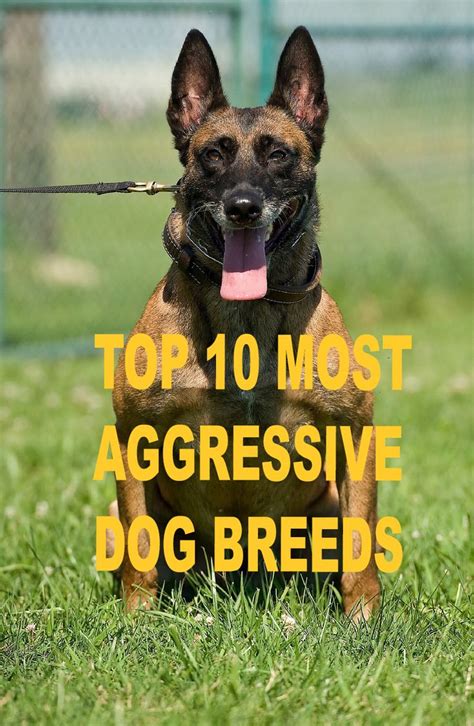 Top 10 Most Aggressive Dog Breeds In The World Pets Lover Hub