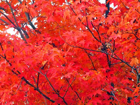 Maple Tree Leaves In Autumn Free Stock Photo Public Domain Pictures