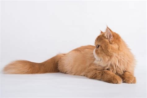 premium photo persian exotic longhair cat is on white background