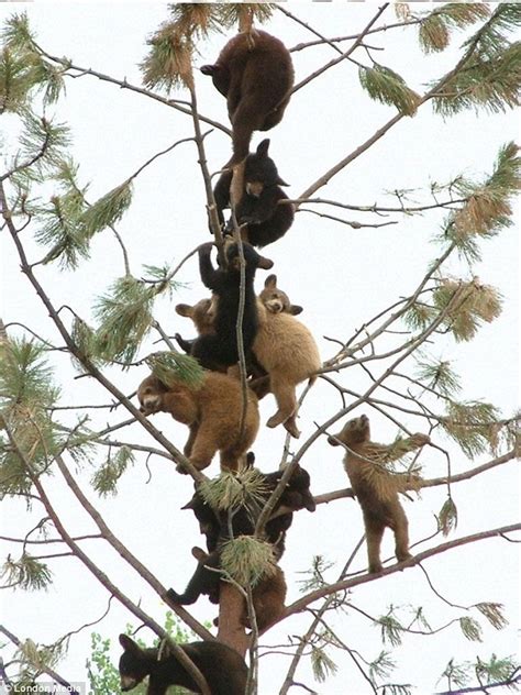 Katching My I Bear Tree Adorable Cubs With A Head Fur Heights Climb