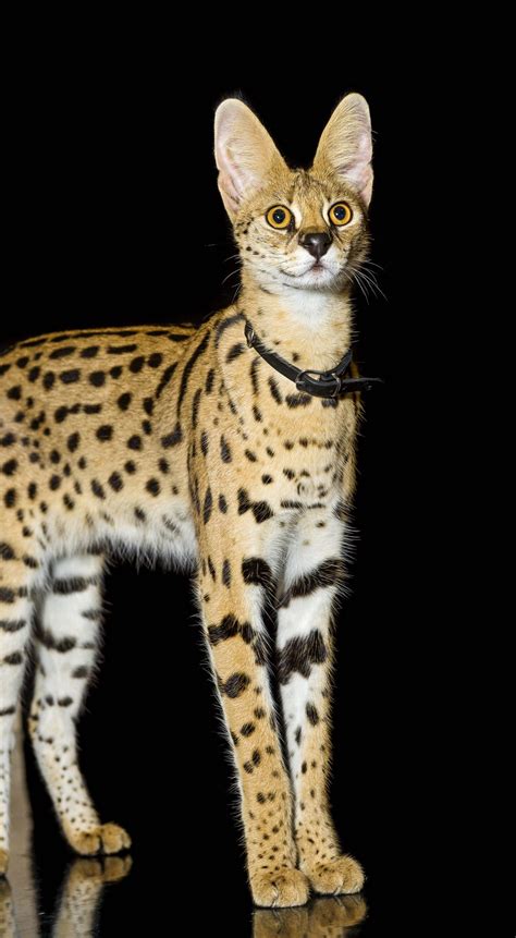 We are a savannah cat breeder. Pin on All Creatures on Black