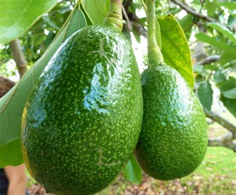 This will also happen if you have planted two or more avocados in the outdoor garden because the flower of the tree needs. Avocado, the new fruit tree of the Albanian gardens ...