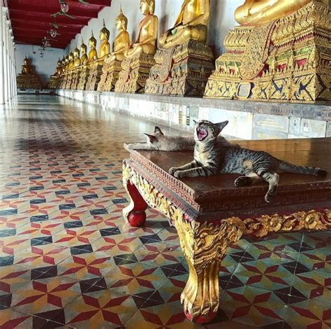 Neko Nirvana Cat Napping In The Lap Of Buddha Webecoist