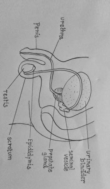 Diagrams Of Male Reproductive System Womangulu