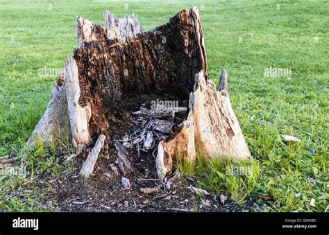 Giant Rotten Tree Stump Stock Photo Alamy