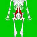 Pictures of Core Muscles Diagram