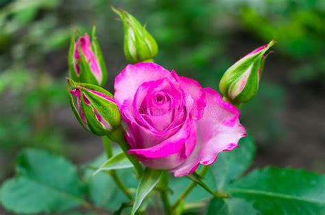 Beautiful Pink Rosebud Stock Image Image Of Plant Pink 147645293