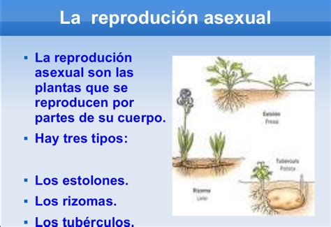 acticarmo la reproducciÓn asexual de las plantas
