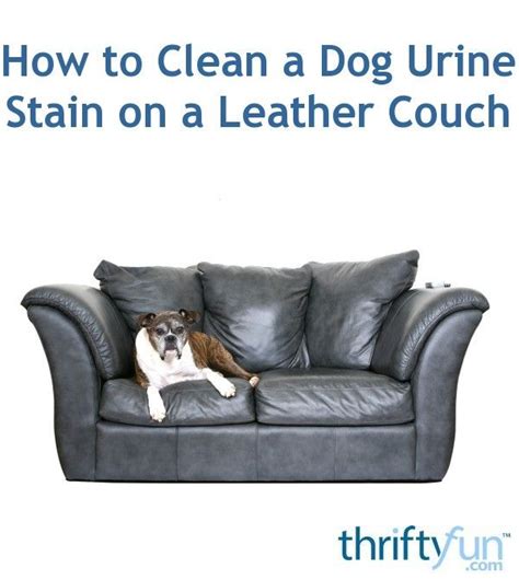 How to clean a fabric couch with baking soda: How to Clean a Dog Urine Stain on a Leather Couch | Dog ...