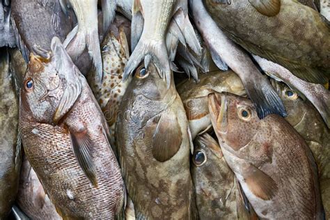 Fresh Fishes On Market Stock Image Image Of Meal Market 111891105