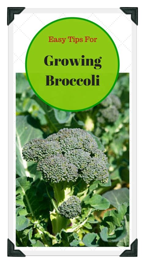Easy Tips For Growing Broccoli Successfully At Home