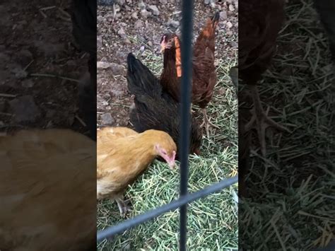Can Chickens Eat Alfalfa Hayfarmguy