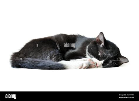 Adorable Sleeping Black Cat Stock Photo Alamy