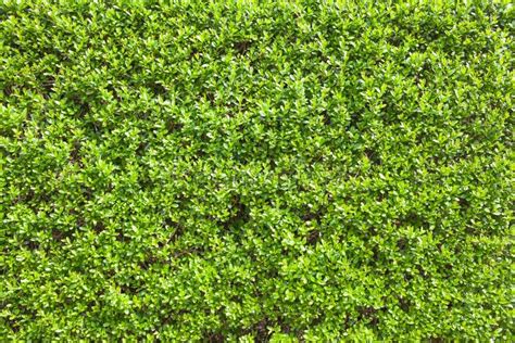 Densely Leaved Bush Texture Stock Image Image Of Growth Spring
