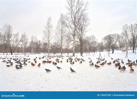 Wild Ducks On Snow Stock Image Image Of Birdwatching 139327581
