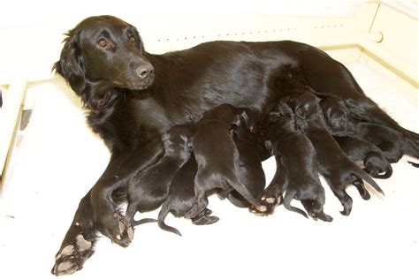 Advertise, sell, buy and rehome flat coated retriever dogs and puppies with pets4homes. flatcoated retriever puppies | Flatcoated Retriever ...