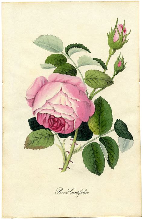 12 Free Vintage Roses Images Gorgeous Botanical Prints Vintage