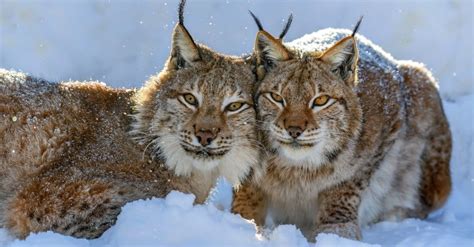 Types Of Lynx Cats Az Animals