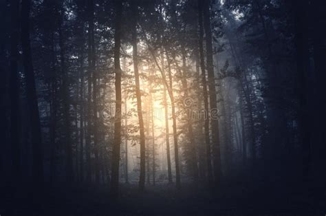 Strange Light In Surreal Forest Stock Image Image Of Fantasy Light