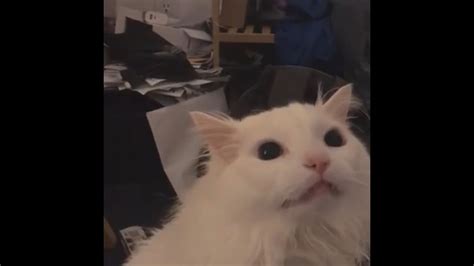 Sax Cat Yelling Cat Meme Youtube