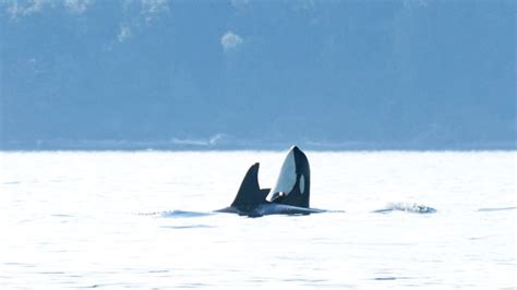 Whales Come To Play On Puget Sound Photo 22