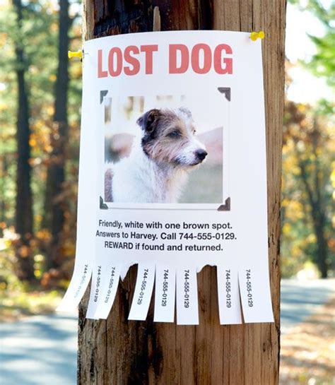 Finding A Lost Pet How To Find A Missing Cat Or Dog