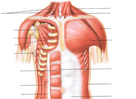 Figure 8 20 Muscles Of The Anterior Chest And Abdominal Wall Diagram