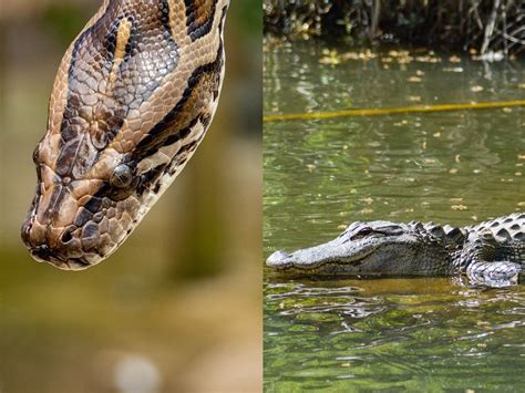 Alligator Eating Snake Video Alligator Chomps Down Invasive Burmese