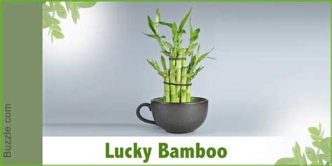Important care of water garden plants. Dress Up Your Home With These Indoor Plants That Don't ...