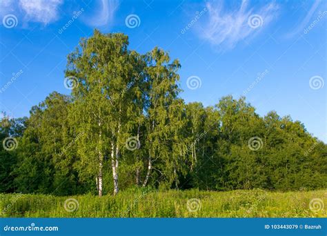 Green Birch On Forest Edge Stock Image Image Of Birch 103443079