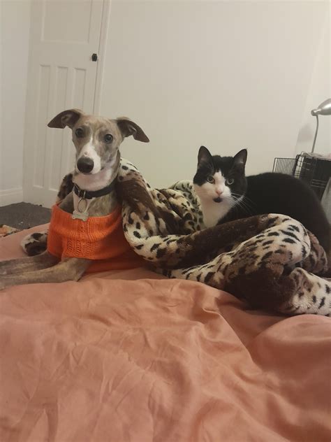 One last picture with her best buddy. Does anyone of your whippets have