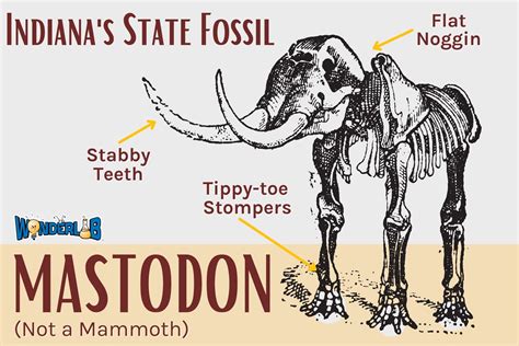 Indianas State Fossil The American Mastodon Wonderlab