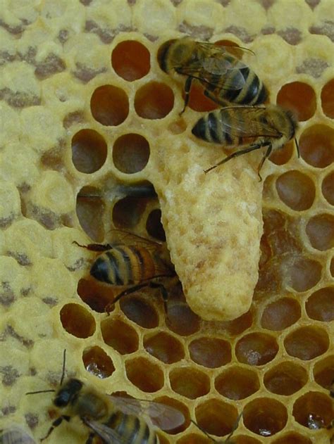 How A Queen Bee Is Created Imgur Bee Keeping Honey Bee Bee