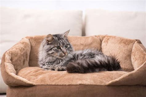 The Best Cat Beds For Different Types Of Sleepers