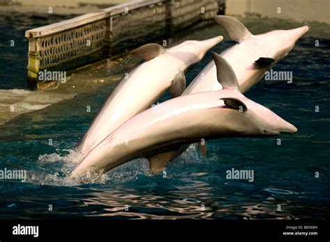 Dolphins Tursiops Truncatus Performing In Dolphinarium Bruges