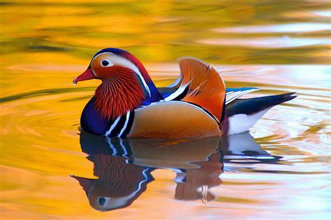 Animal Mandarin Duck Hd Wallpaper