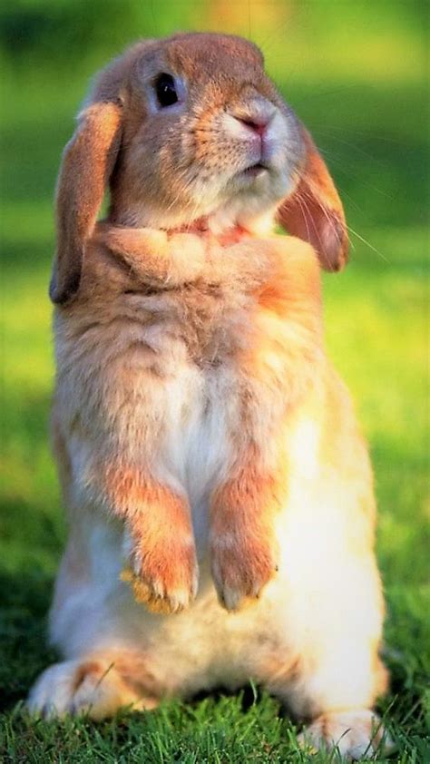 Floppy Ear Rabbit Rabbit Pictures Beautiful Rabbit Rabbit Photos