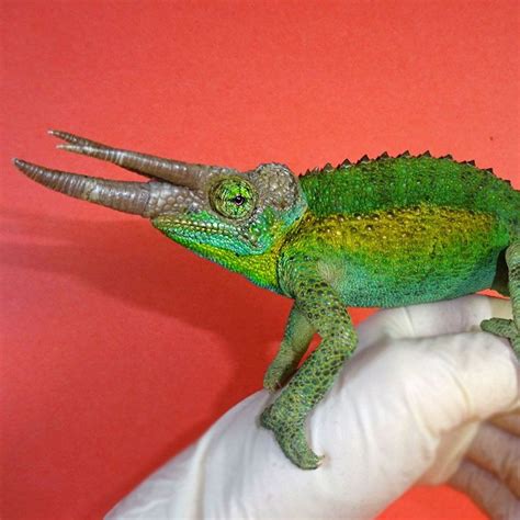 Jackson Chameleon Rainbow juvenile male