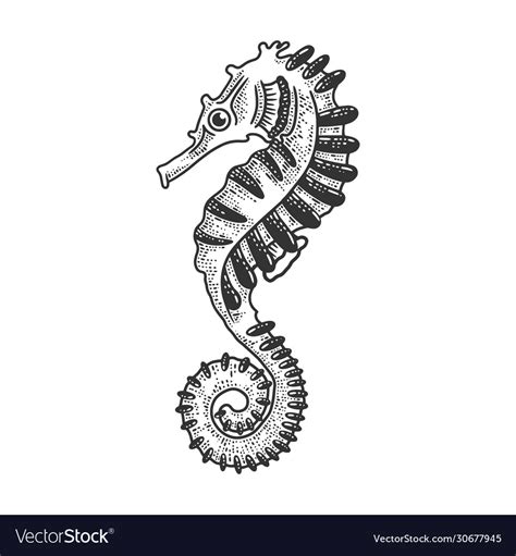 Seahorse Sea Animal Sketch Royalty Free Vector Image