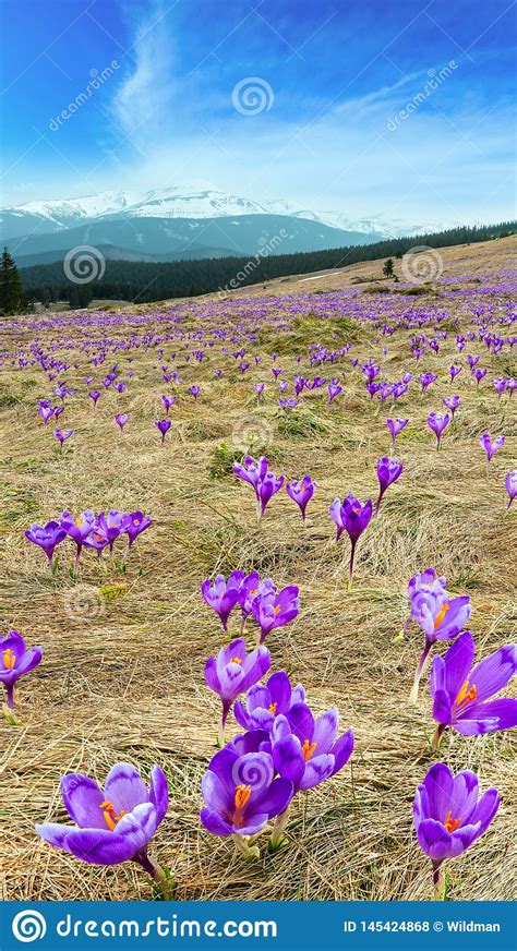 Purple Crocus Flowers On Spring Mountain Stock Photo Image Of Hill