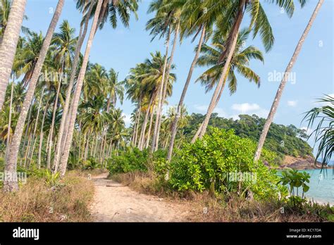 Palmiers Au Bord De La Plage Banque D Image Et Photos Alamy